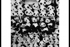 DSC_719PANDA2-LOW