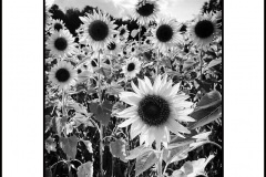 SUNFLOWERS