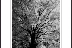 DSC_6882bw