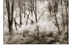 DSC_8227gkjgkjsepia