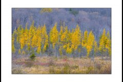 crede_calhoun2018_047