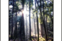 forest-trees-print-1