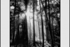 forest-trees-print-1bw