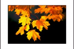 maple_leaf