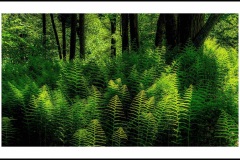 ferns-1