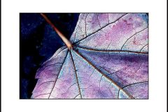 maple_detail-Copy