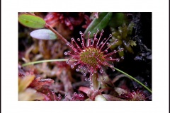 sundew-low-1