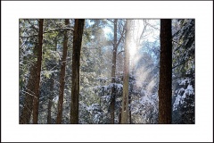 Winrer Forest Scene - crede_calhoun_Swallow Falls State Park Photography for Sale 24
